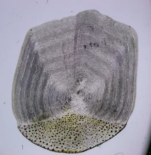 Specimen media asset