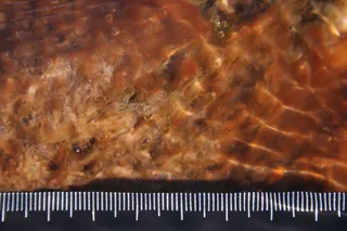 Specimen media asset