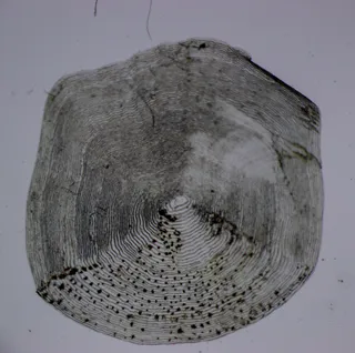 Specimen media asset