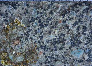 Specimen media asset
