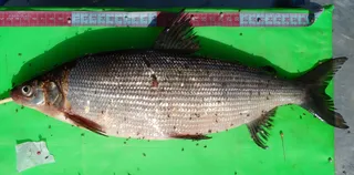Specimen media asset