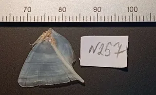 Specimen media asset