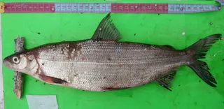Specimen media asset