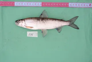 Specimen media asset