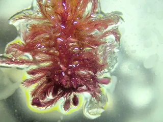 Specimen media asset