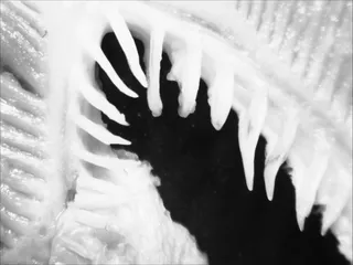 Specimen media asset