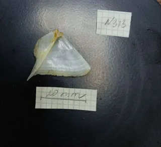 Specimen media asset