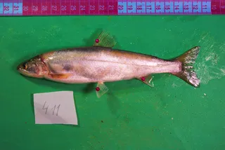 Specimen media asset