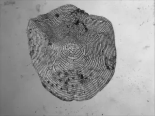 Specimen media asset