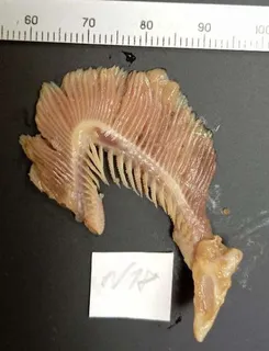 Specimen media asset