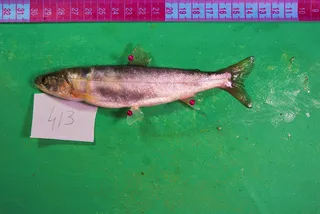 Specimen media asset