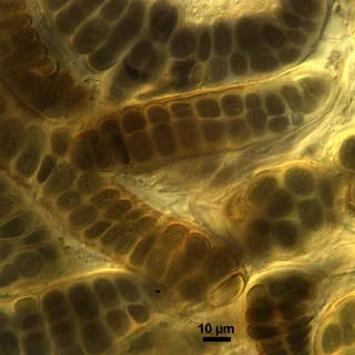 Specimen media asset
