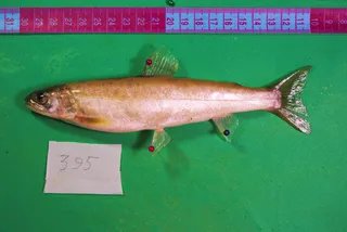 Specimen media asset