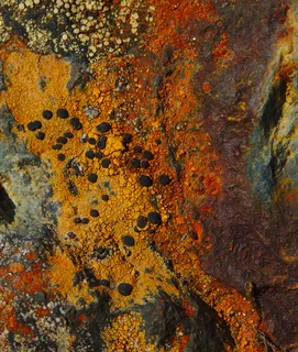 Specimen media asset