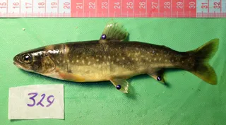 Specimen media asset