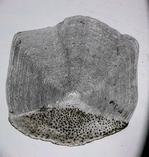Specimen media asset