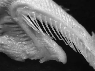 Specimen media asset