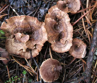 Specimen media asset