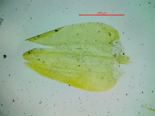 Specimen media asset