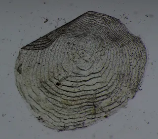 Specimen media asset