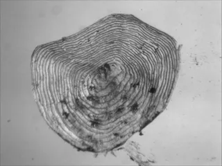 Specimen media asset