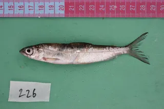 Specimen media asset