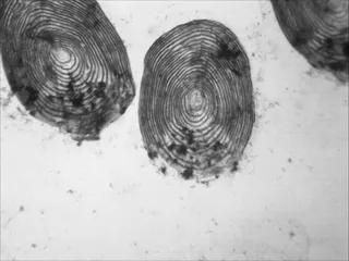 Specimen media asset
