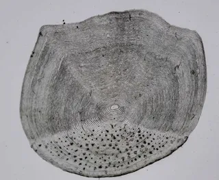 Specimen media asset