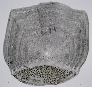 Specimen media asset