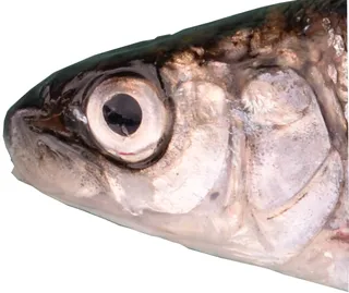 Specimen media asset