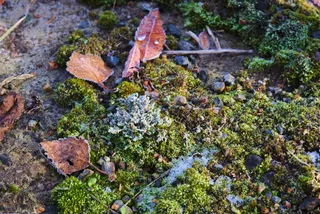 Specimen media asset