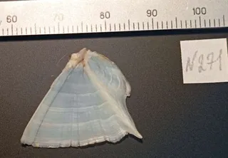 Specimen media asset