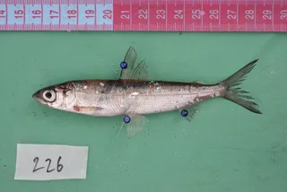 Specimen media asset