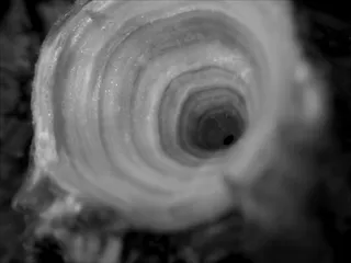 Specimen media asset