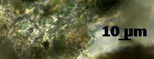 Specimen media asset
