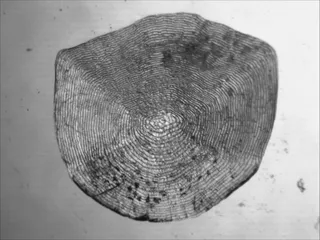 Specimen media asset