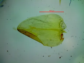 Specimen media asset