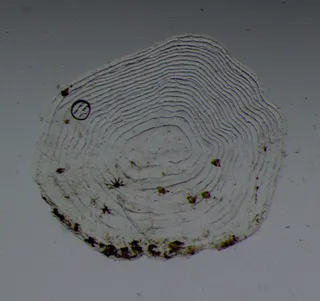 Specimen media asset