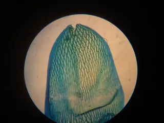 Specimen media asset