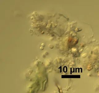 Specimen media asset