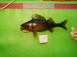 Specimen media asset
