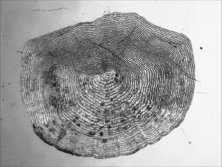 Specimen media asset