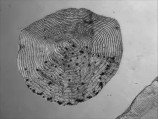 Specimen media asset