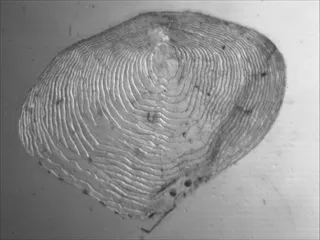 Specimen media asset