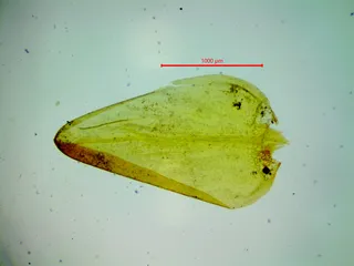 Specimen media asset